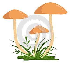 Honey fungus icon. Growing wild mushroom nature