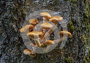 Honey fungus mushroom growing on the grey tree trunk