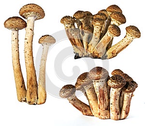 Honey fungus mushrooms on white background