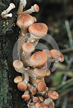 Honey fungus, portrait (Armillaria mellea)