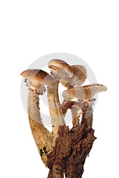 honey funguses isolated white