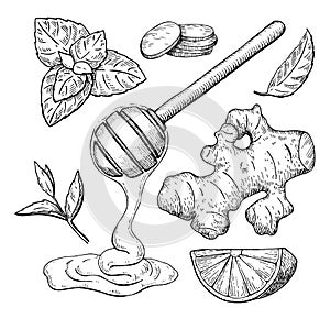 Honey, ginger, lemon and mint vector drawing. Jar, wooden spoon,