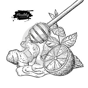 Honey, ginger, lemon and mint vector drawing. Wooden spoon, hone