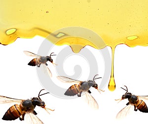 Honey in glass jar with bee flying and flowers on a wooden floor.