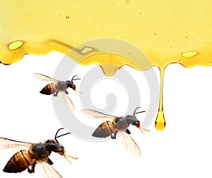 Honey in glass jar with bee flying and flowers on a wooden floor.