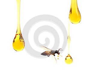 Honey dripping in glass jar and wooden dipper isolated on a white background, concept of bee products.