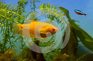 Honey gourami aquarium fish