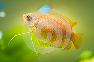 Honey gourami Trichogaster chuna tropical aquarium fish in fish tank