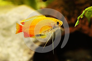 Honey gourami Trichogaster chuna tropical aquarium fish isolated