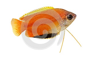 Honey gourami Trichogaster chuna tropical aquarium fish isolated on white