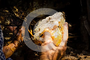Honey harvesting in rural Sichuan China