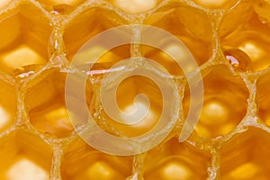Honey in Honeycomb