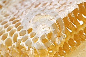 Honey in honeycomb