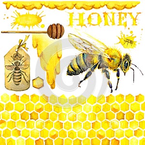 Honey, honeycomb, honey bee. Set for design label products from honey. Watercolor illustration