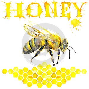 Honey, honeycomb, sweet bee. Watercolor