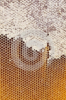 Honey in honeycombs