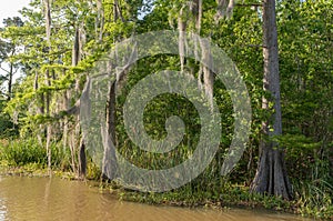 Honey Island Swamp Tour With Water and Tree in New Orleans, Louisiana