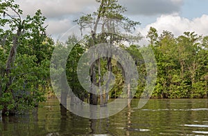 Honey Island Swamp Tour With Water and Tree in New Orleans, Louisiana