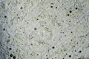 Honey with large rectangular sugar crystals