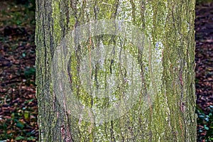 Honey locust or bark texture Gleditsia triacanthos. Natural leather nature background photo