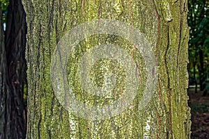 Honey locust or bark texture Gleditsia triacanthos. Natural leather nature background photo