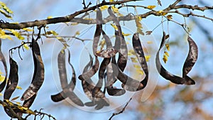 Honey locust branches with ripe seed pods and almost no leaves sway in light breeze