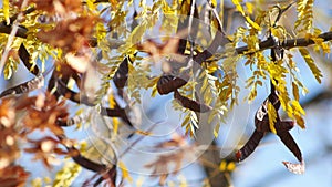 Honey locust branches with ripe seed pods and yellow leaves sway in light breeze
