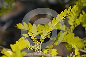 Honey locust Sunburst