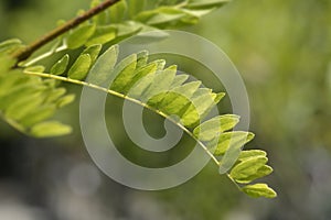 Honey locust Sunburst