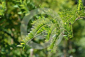 Honey locust Sunburst