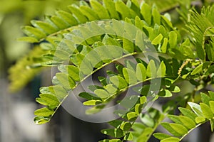 Honey locust Sunburst