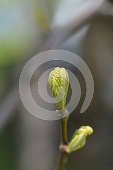 Honey locust Sunburst