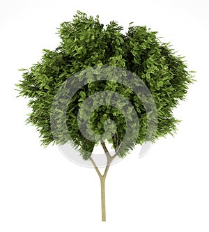 Honey locust tree isolated on white