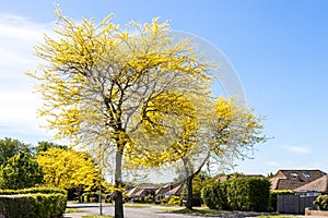 Honey Locust tree yellow leaves in springtime