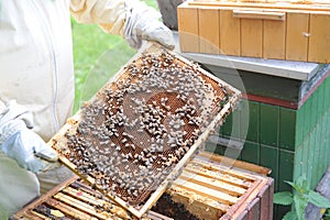 Honey making bees in an apiary with beekeeper in protectve wear collecting beewax in a gareden in summer in Poland