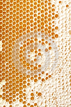 Honey making in honeycombs