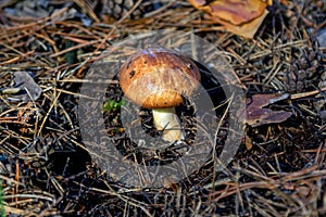 Honey mushroom with brown hat