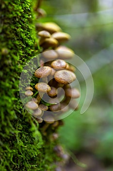 Honey mushroom cluster