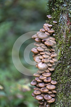 Honey mushroom cluster Armillaria ostoyae