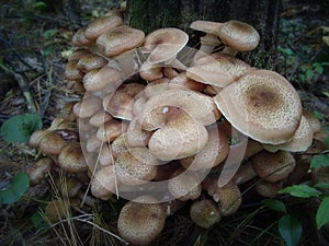 Honey mushroom cluster close up