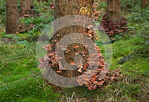 Honey mushroom on dying tree