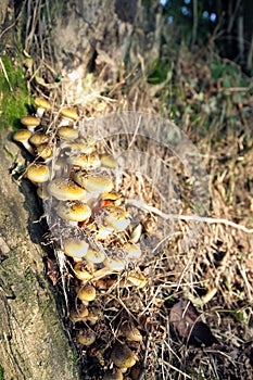 Honey mushroom family