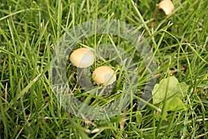 Honey mushroom, on the green grass glade.