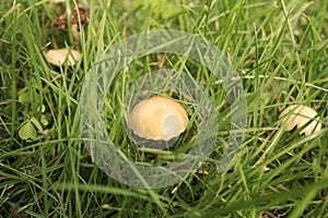 Honey mushroom, on the green grass glade.