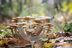 Honey mushrooms - Armillaria recorded on blurred background photo