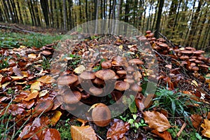 Honey mushrooms in the autumn forest