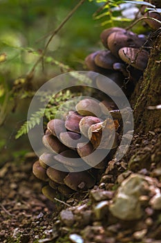 Honey mushrooms cluster in the forest