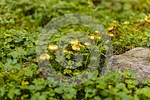 Honey mushrooms cluster in the forest