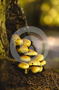 Honey mushrooms cluster in the forest