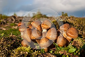 Honey mushrooms, fungi in a forest